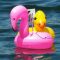 Duck closing in on a Flamingo